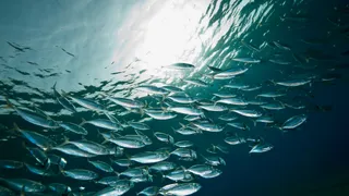 BOAT International and Blue Marine Foundation Ocean Awards